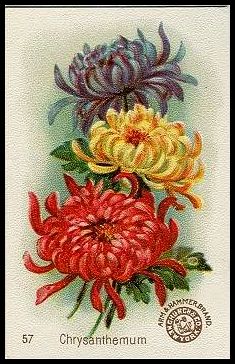 J16 57 Chrysanthemum.jpg